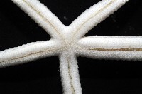 多篩指海星藏品圖，第7張