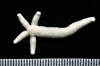 多篩指海星藏品圖，第8張