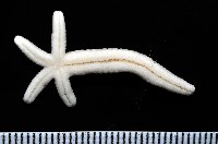 多篩指海星藏品圖，第9張