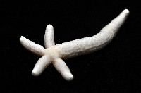 多篩指海星藏品圖，第11張
