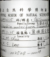 多篩指海星藏品圖，第12張
