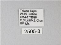 臺灣卵翅蛾藏品圖，第3張
