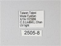 臺灣卵翅蛾藏品圖，第3張