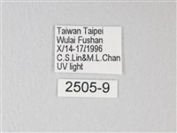 臺灣卵翅蛾藏品圖，第3張