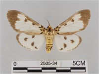 長斑擬燈蛾藏品圖，第1張