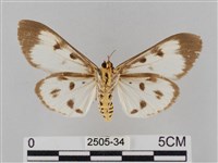 長斑擬燈蛾藏品圖，第2張