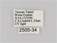 長斑擬燈蛾藏品圖，第3張