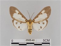 長斑擬燈蛾藏品圖，第1張