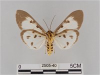 長斑擬燈蛾藏品圖，第2張