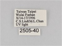 長斑擬燈蛾藏品圖，第3張