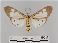 長斑擬燈蛾藏品圖，第1張