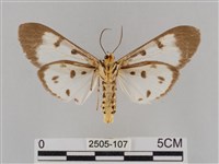 長斑擬燈蛾藏品圖，第2張