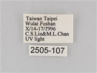 長斑擬燈蛾藏品圖，第3張