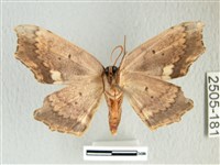 凹角鉤蛾藏品圖，第2張