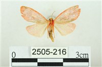 三色豔苔蛾藏品圖，第2張