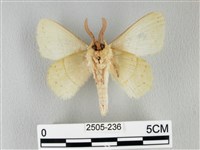 青枯葉蛾藏品圖，第2張