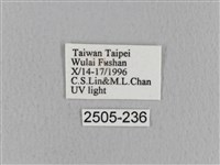 青枯葉蛾藏品圖，第3張