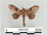 大斑Y毛蟲藏品圖，第1張