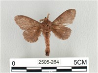 大斑Y毛蟲藏品圖，第2張