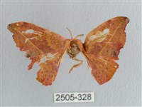 接骨木帶鉤蛾藏品圖，第1張