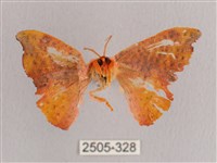 接骨木帶鉤蛾藏品圖，第2張