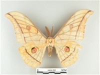 大透目天蠶蛾藏品圖，第1張