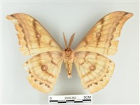 大透目天蠶蛾藏品圖，第2張