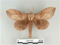 松大毛蟲藏品圖，第1張