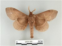 松大毛蟲藏品圖，第2張