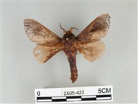 大褐斑枯葉蛾藏品圖，第1張