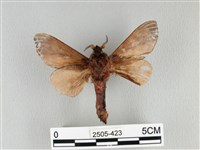 大褐斑枯葉蛾藏品圖，第2張