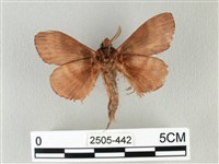 馬尾松枯葉蛾藏品圖，第2張