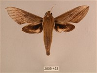 背線天蛾藏品圖，第1張