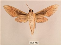 背線天蛾藏品圖，第2張