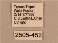 背線天蛾藏品圖，第3張