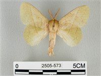 青枯葉蛾藏品圖，第1張