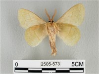 青枯葉蛾藏品圖，第2張