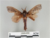 大褐斑枯葉蛾藏品圖，第1張