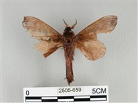 大褐斑枯葉蛾藏品圖，第2張