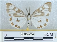 粉蝶燈蛾藏品圖，第1張