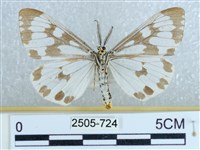 粉蝶燈蛾藏品圖，第2張