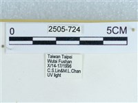 粉蝶燈蛾藏品圖，第3張