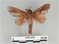 大褐斑枯葉蛾藏品圖，第1張