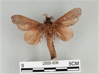 大褐斑枯葉蛾藏品圖，第2張