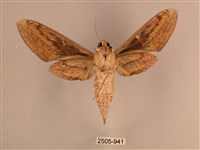 背線天蛾藏品圖，第2張