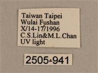 背線天蛾藏品圖，第3張