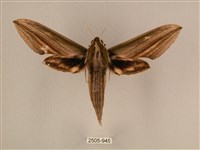 棕綠背線天蛾藏品圖，第1張