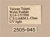 棕綠背線天蛾藏品圖，第3張