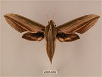 棕綠背線天蛾藏品圖，第1張