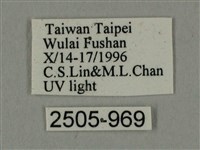 棕綠背線天蛾藏品圖，第2張